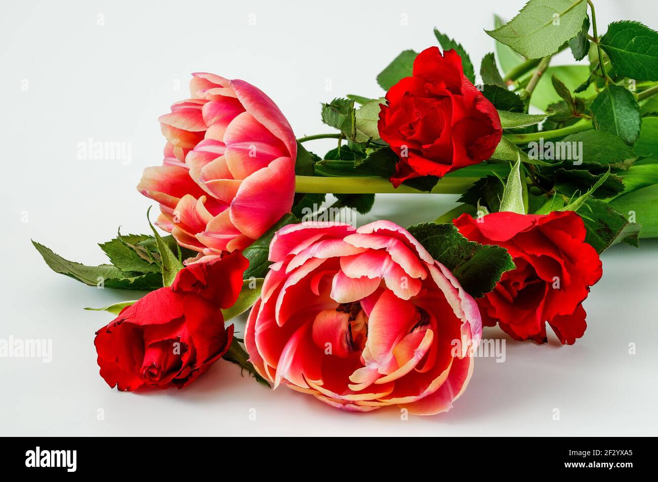 red roses and tulips on a light background,close up,macro,three red ...