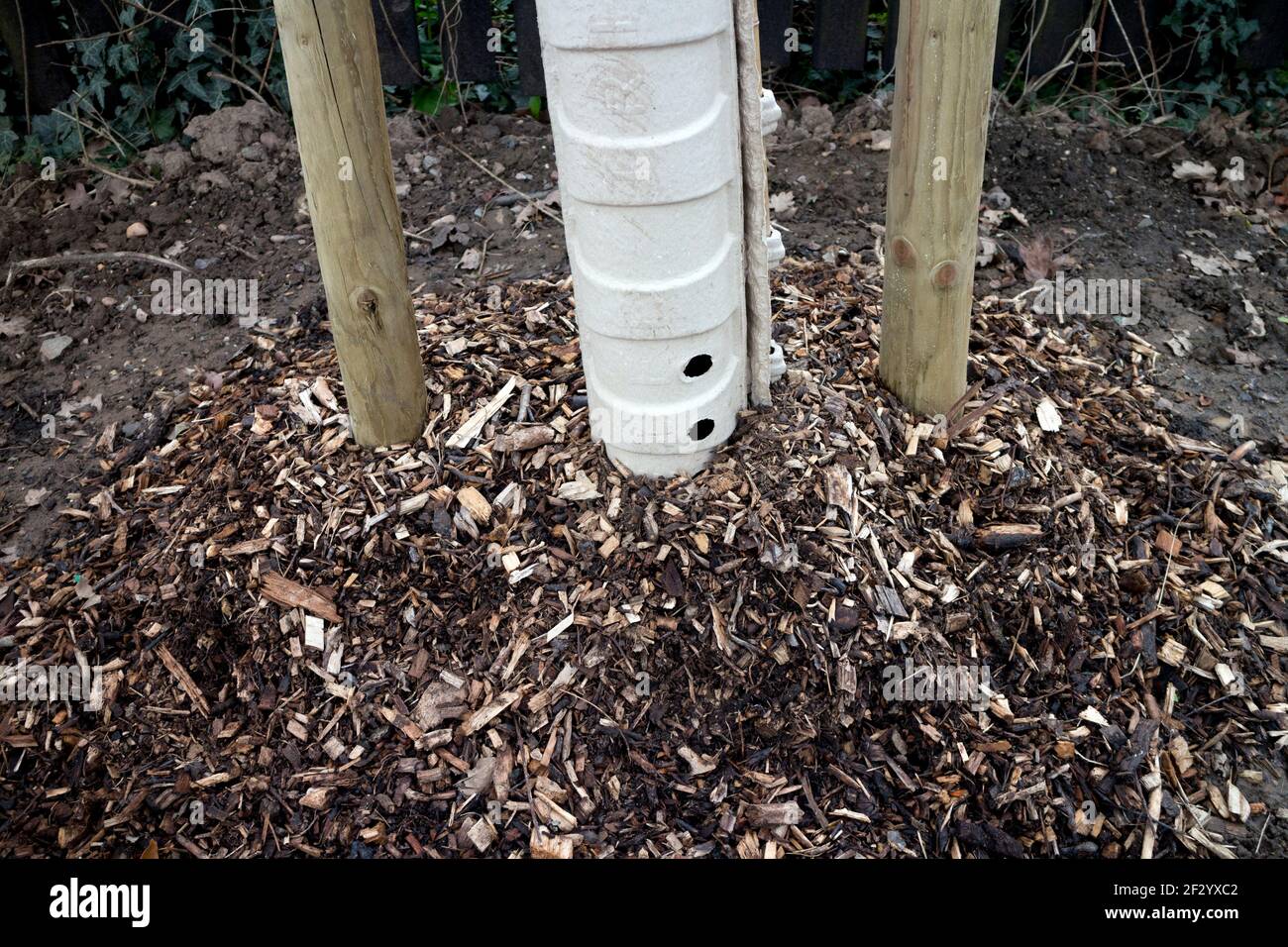 Wood chips around the base of a newly planted tree, Warwickshire, UK