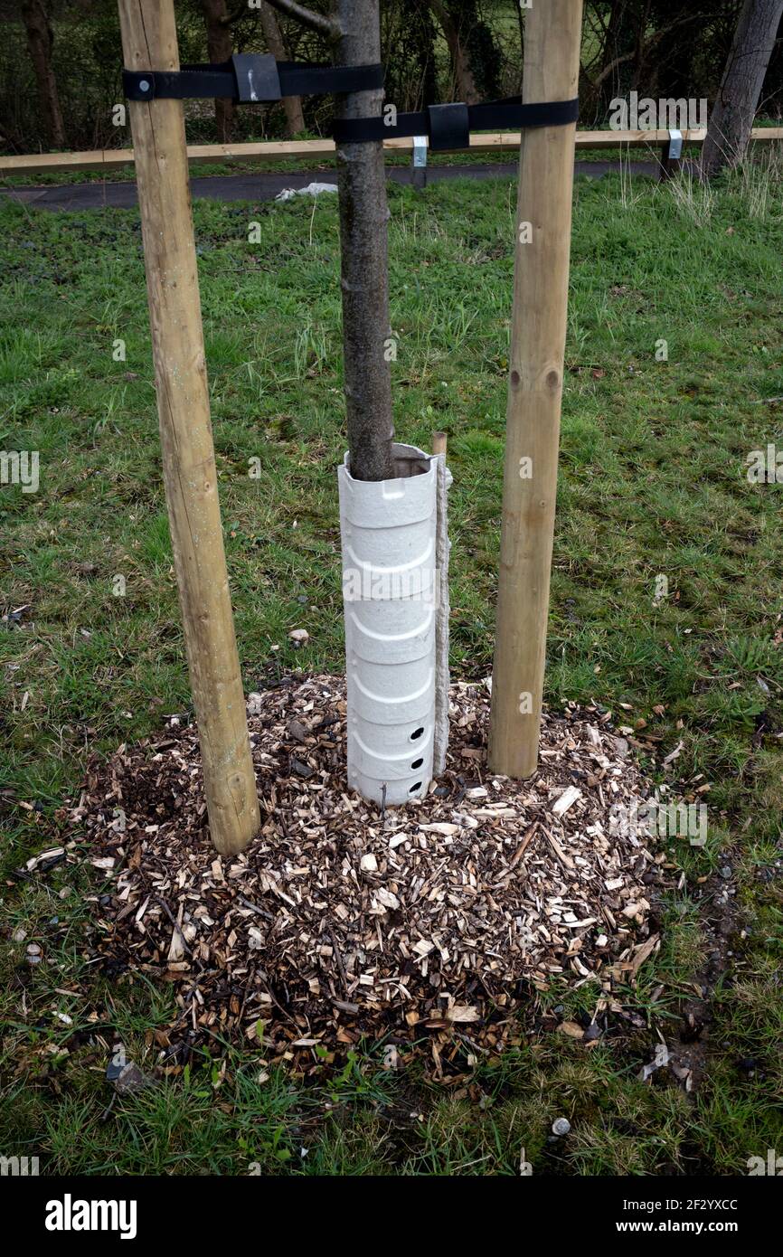 Wood chips around the base of a newly planted tree, Warwickshire, UK