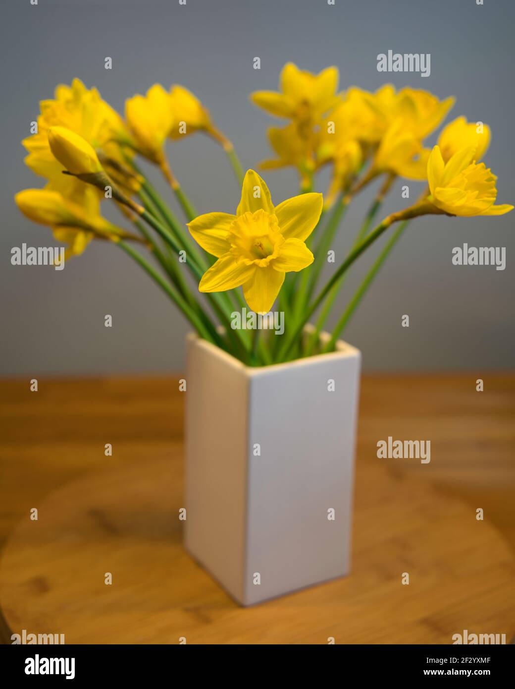 some fresh daffodil or narcissus in a white vase with wooden background