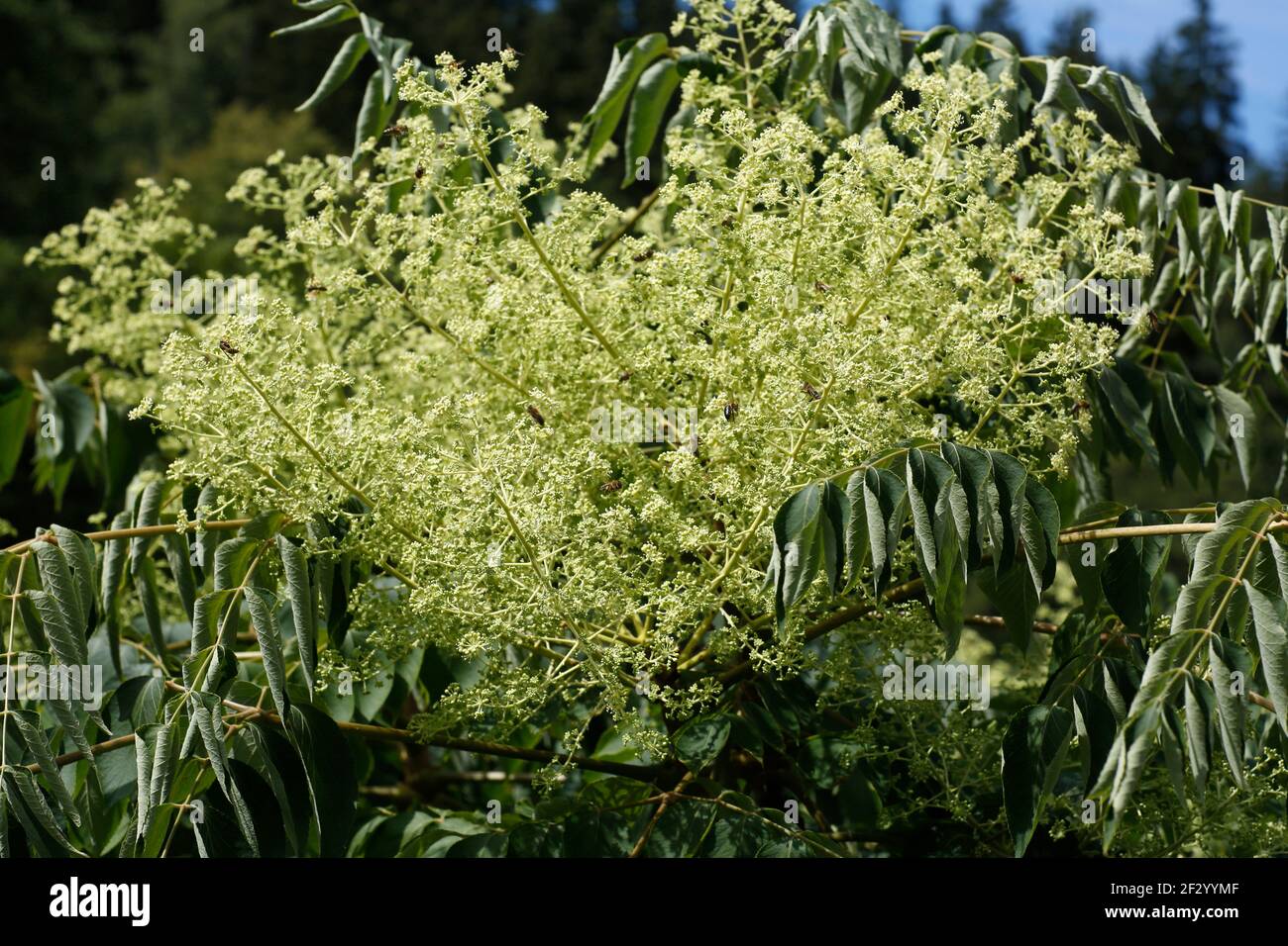Japanese angelica tree, Aralia elata, Araliaceae, Karlsbad, Czech Republic Stock Photo