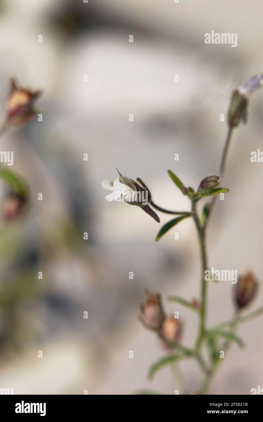 Chaenorhinum minus flower close up Stock Photo