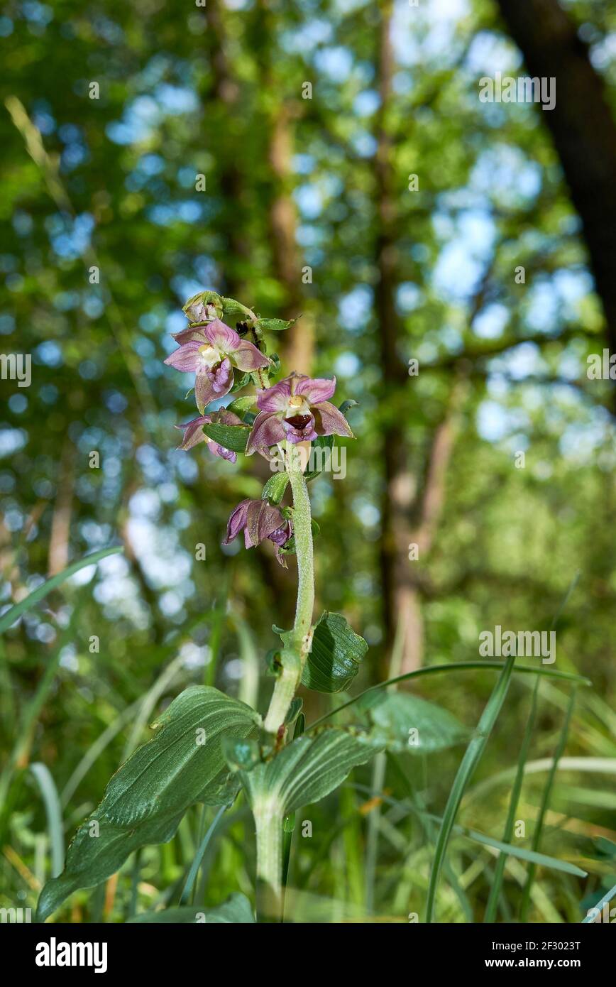Epipactis helleborine orchid in bloom Stock Photo
