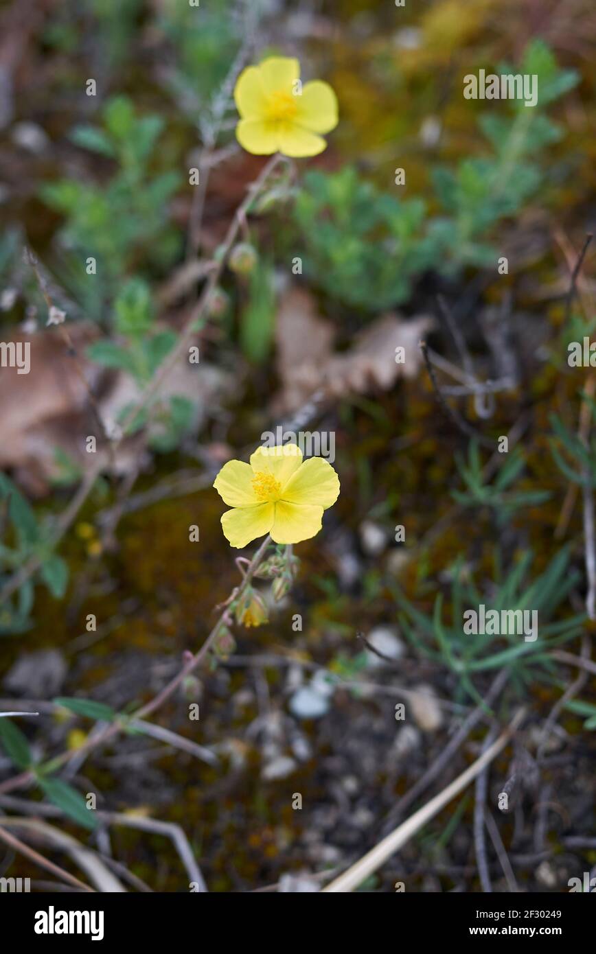 Helianthemum nummularium yellow flowers Stock Photo