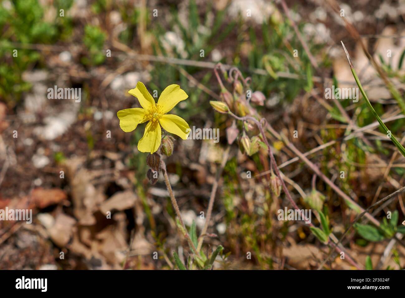 Helianthemum nummularium yellow flowers Stock Photo