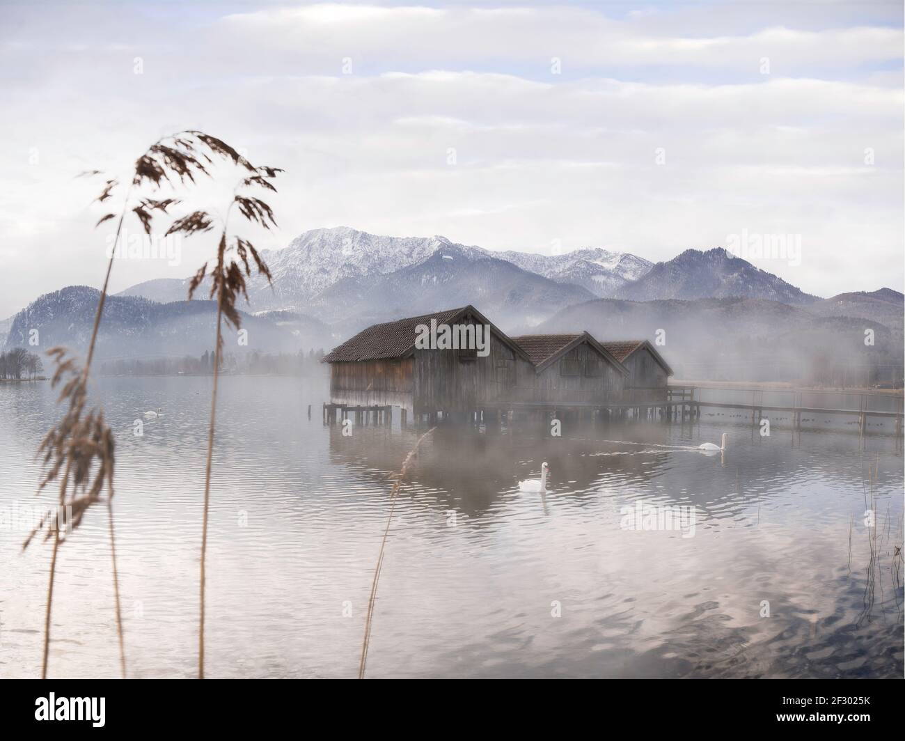 Foggy morning with boathouses and swans on a lake Stock Photo