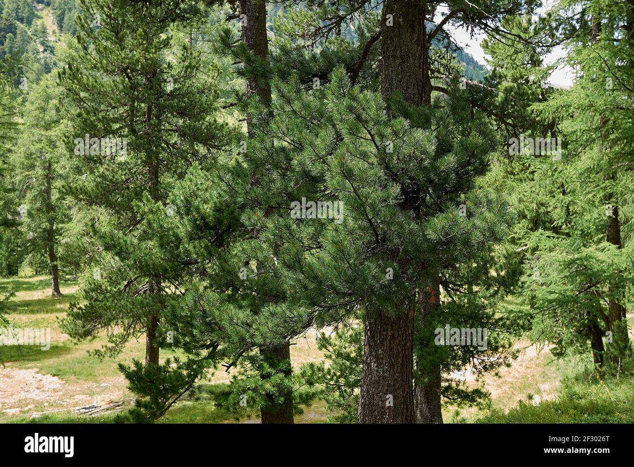 Pinus cembra evergreen tree in Switzerland Stock Photo