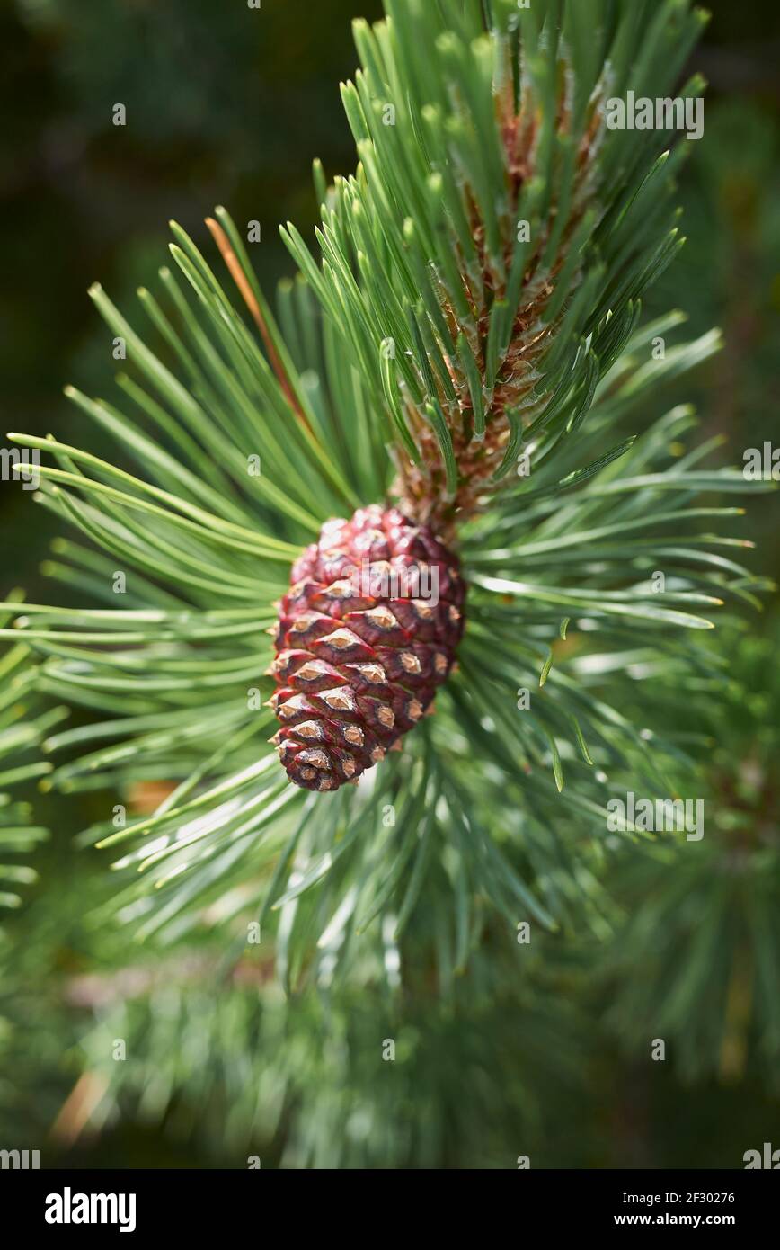 Pinus mugo cone close up Stock Photo