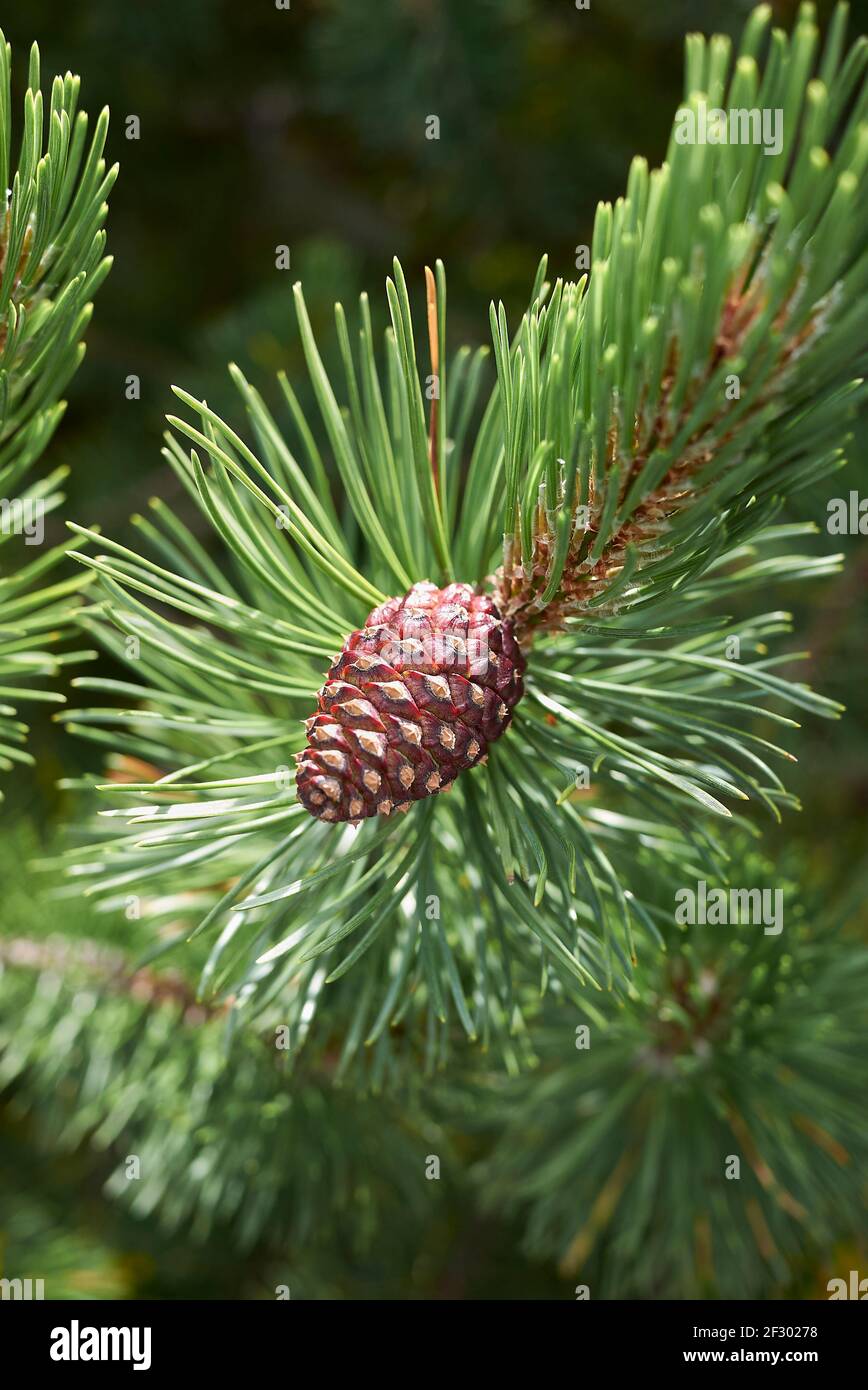 Pinus mugo hi-res stock photography and images - Alamy