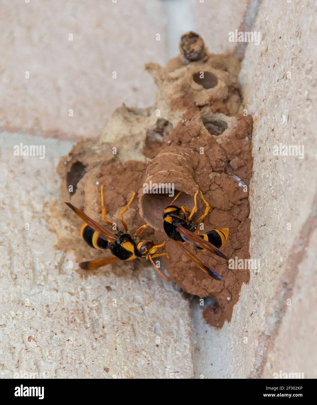 Female potter wasps, Abispa ephippium, building a multi-cell brown mud nest with temporary entrance funnel. Queensland, Australia Stock Photo