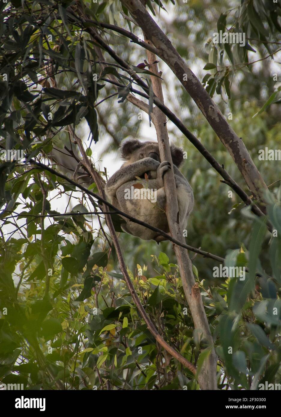 A wild koala (Phascolarctos cinereus) sitting high in eucalyptus grandis in lowland subtropical rainforest, Tamborine Mountain, Queensland, Australia Stock Photo