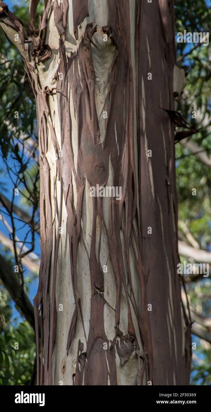 Tree trunk of Eucalyptus grandis, flooded gum, rose gum, tall, smooth silver grey bark, annual,old brown bark peeling off. Queensland, Australia. Stock Photo
