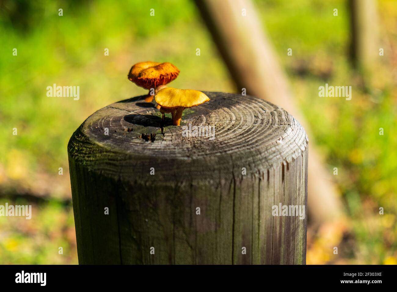 Mushrooms growing on a pole. Stock Photo