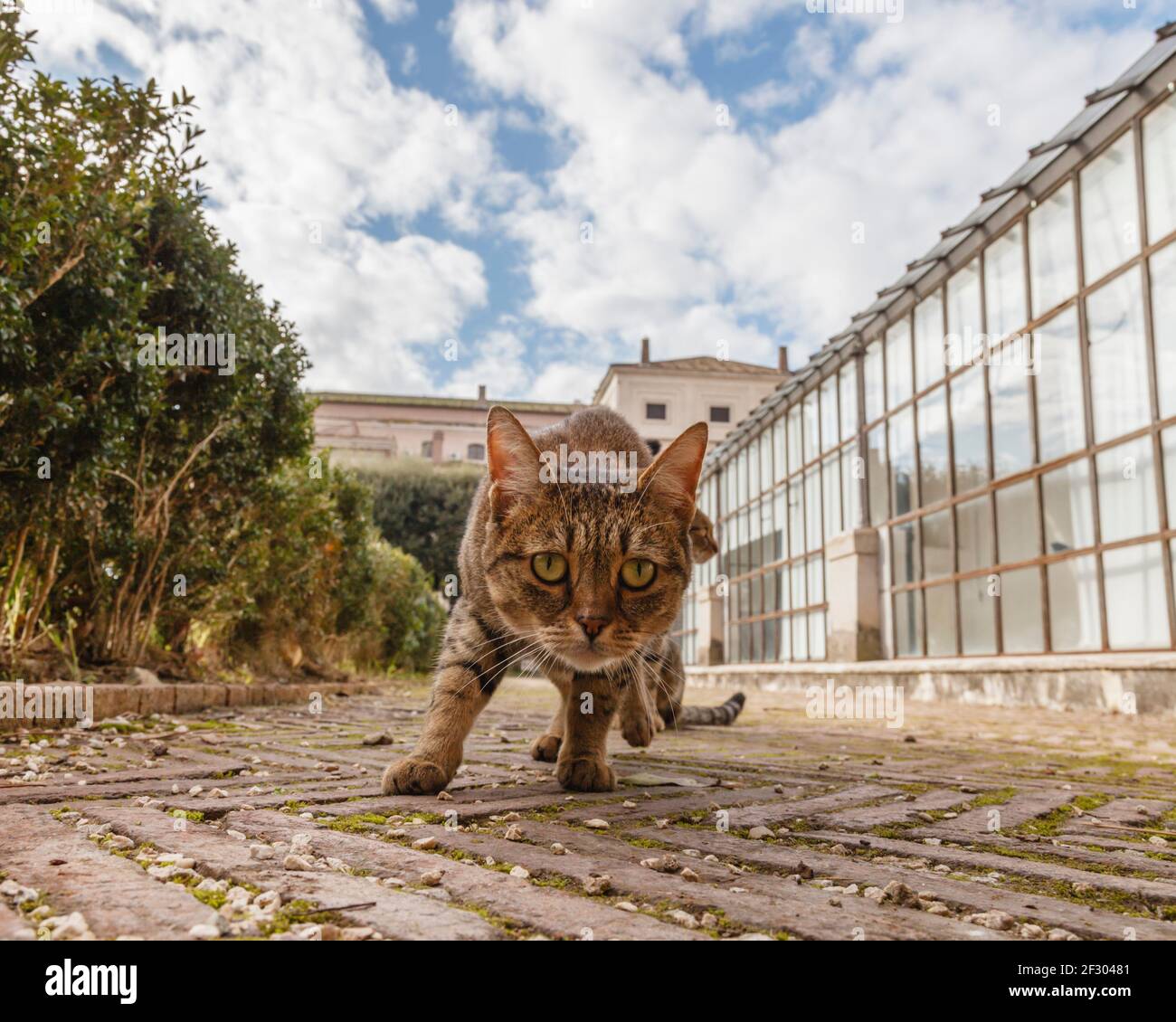 Roaming cats hires stock photography and images Alamy