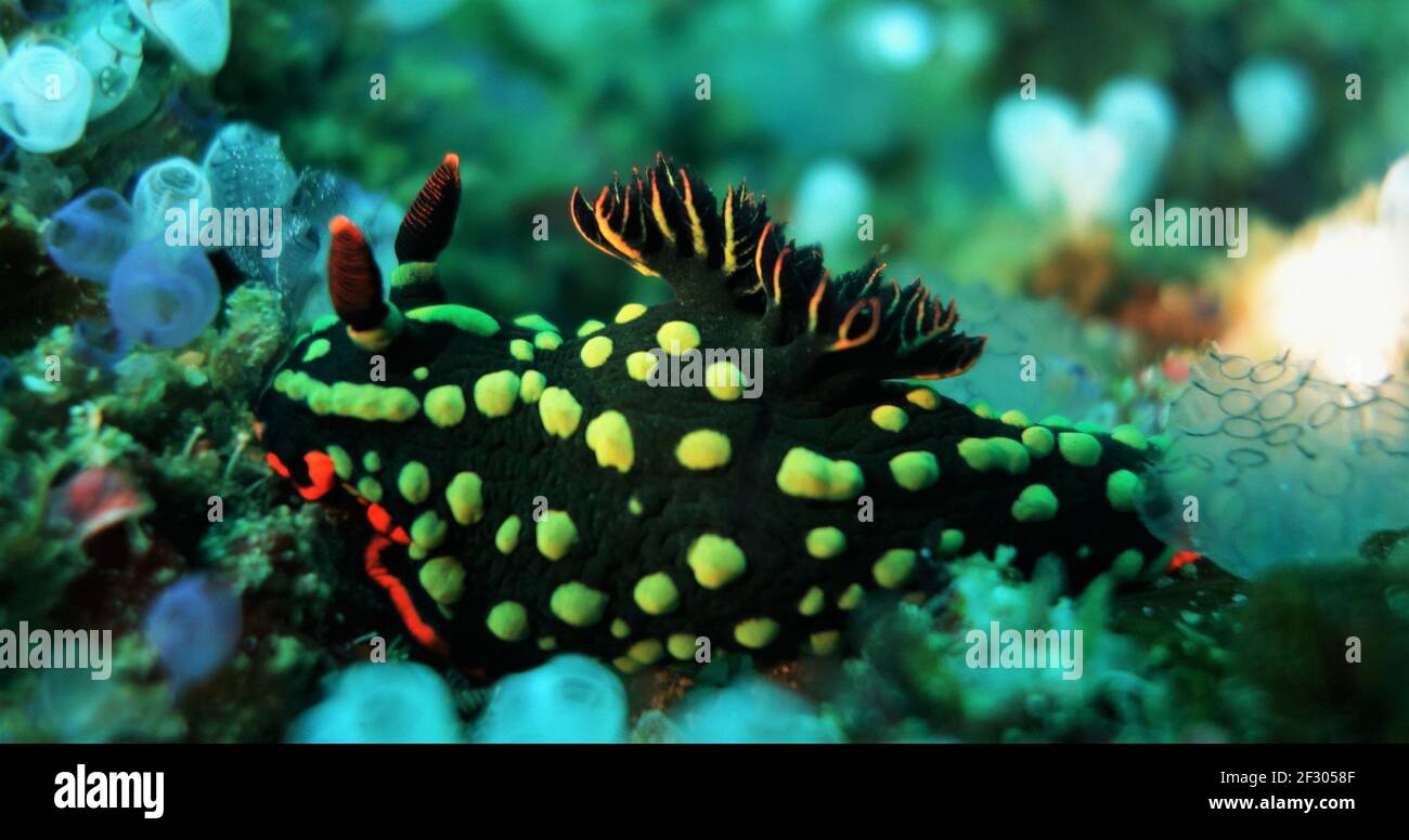 Green and black nudi with orange trim and spiky gills surrounded by tunicates Stock Photo