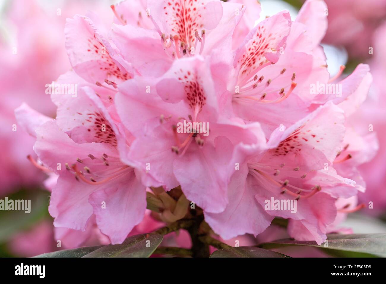 Pink Rhodos PInk rhododendron macro, close up, lush bloom in the nursery of ...