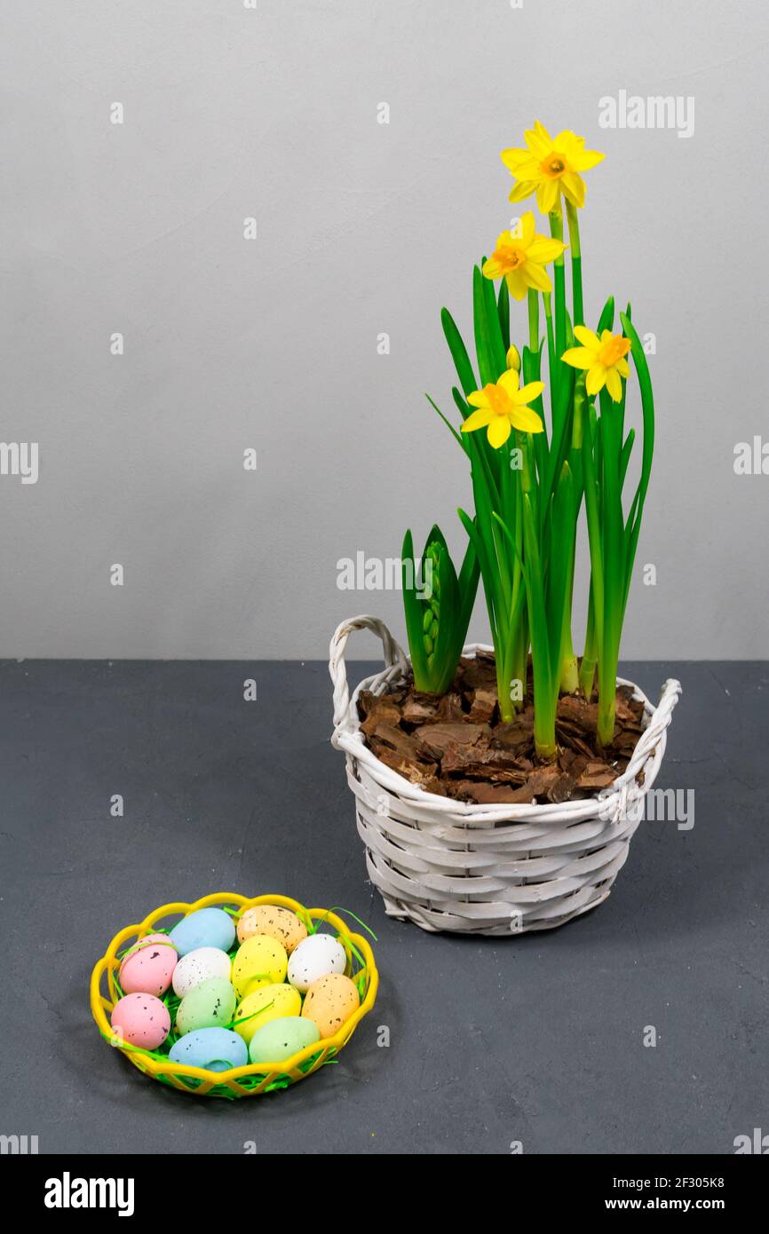Yellow daffodils with bulbs in a large pot with eggs for Easter on the background of a gray wall. Place for an inscription. Stock Photo