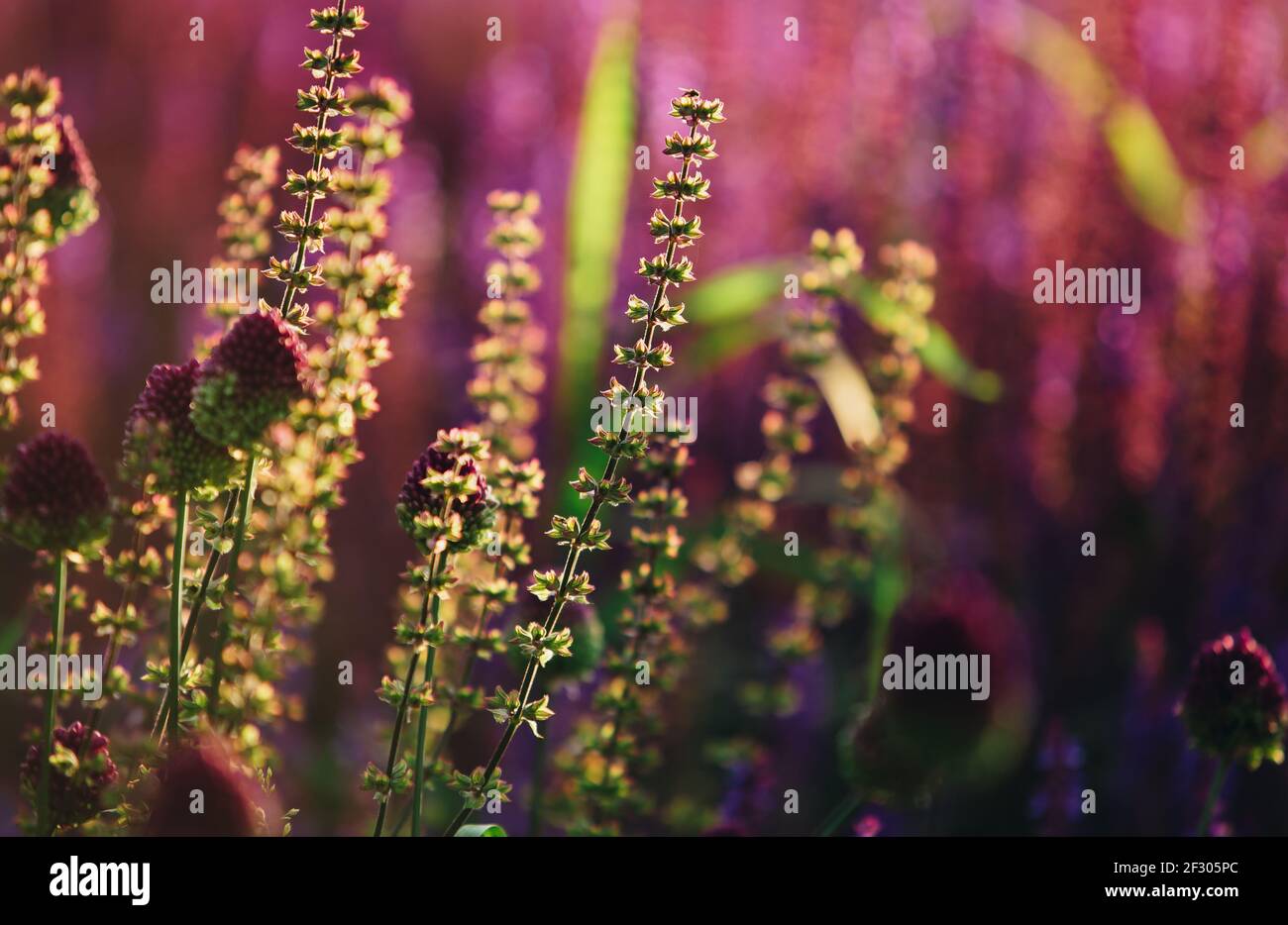 Beautiful exotic green flowers in contre jour light.Rare Persicaria Amplexicaulis flower grow in spring garden.Flower background for decoration Stock Photo