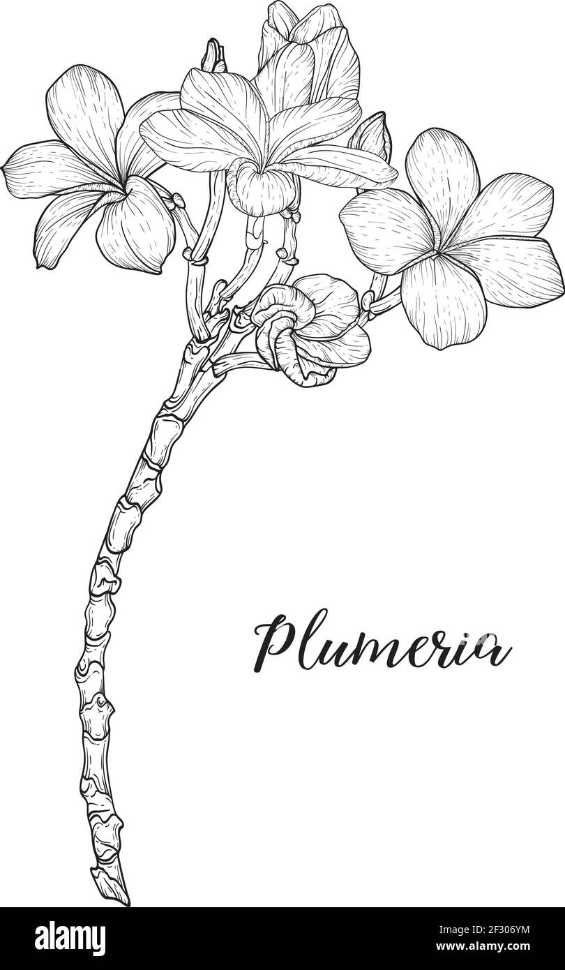Premium Vector | Plumeria or frangipani flower illustration drawing set