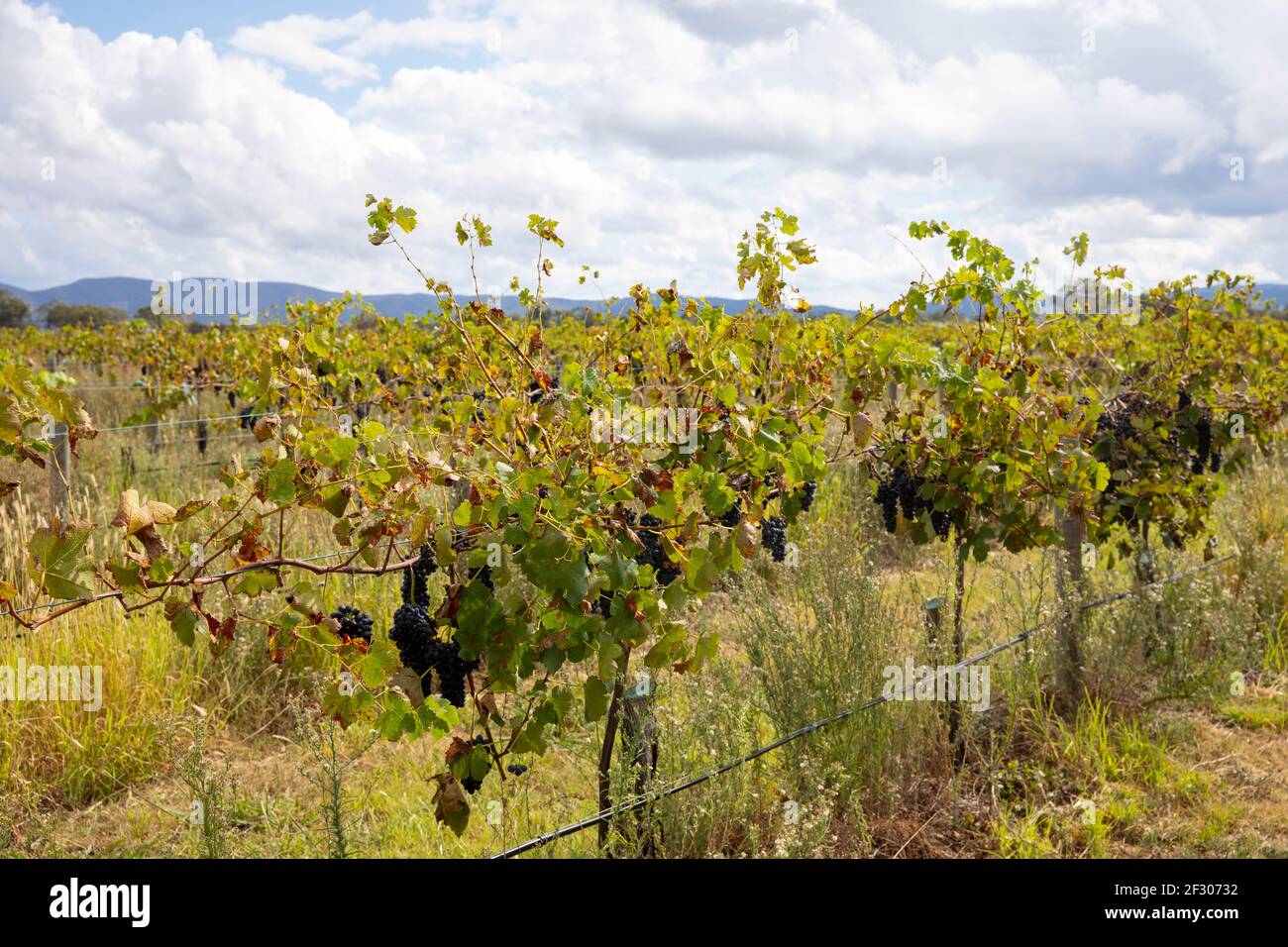 The vines western australia hires stock photography and images Alamy