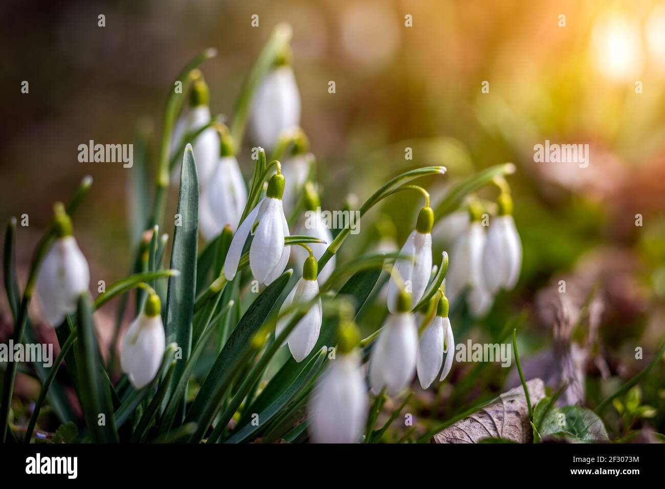 Snowdrop or common snowdrop (Galanthus nivalis) flowers in the forest with warm sunshine at background at springtime. The first flowers of the Spring Stock Photo