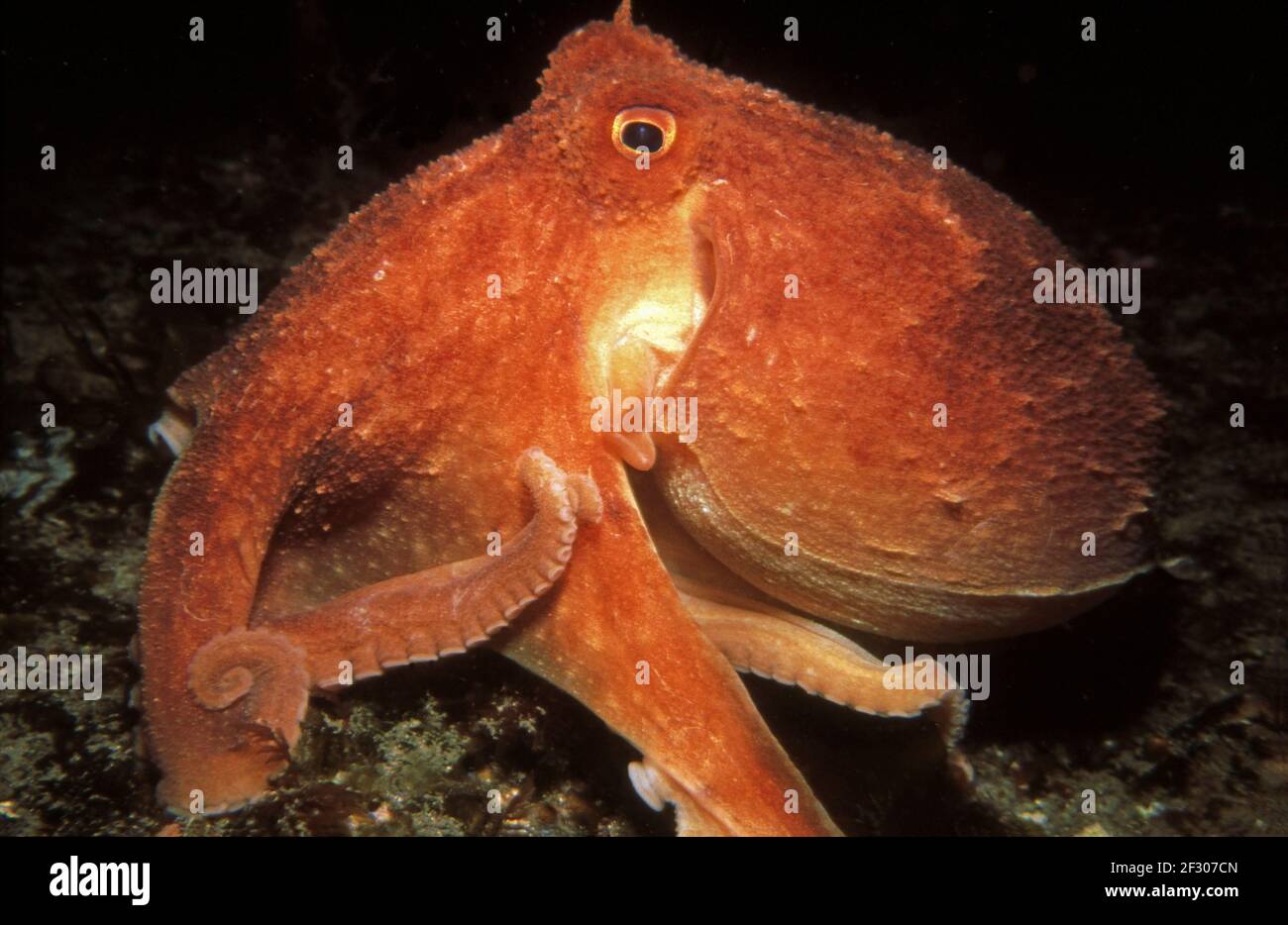 Curled octopus (Eledone cirrhosa) on a rock seabed, UK. Stock Photo