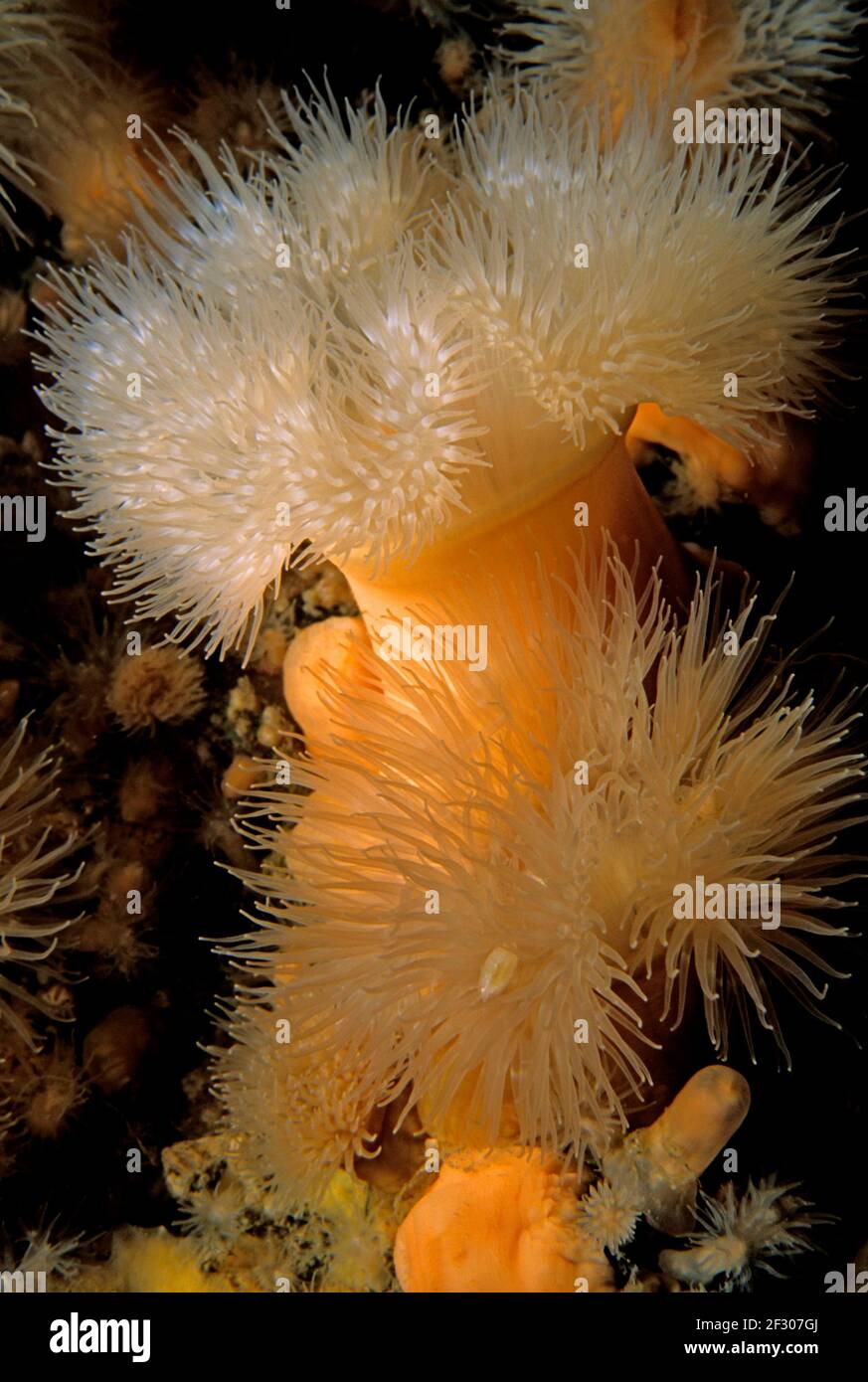 Plumose anemone (Metridium dianthus) with budded offspring, UK. Stock Photo