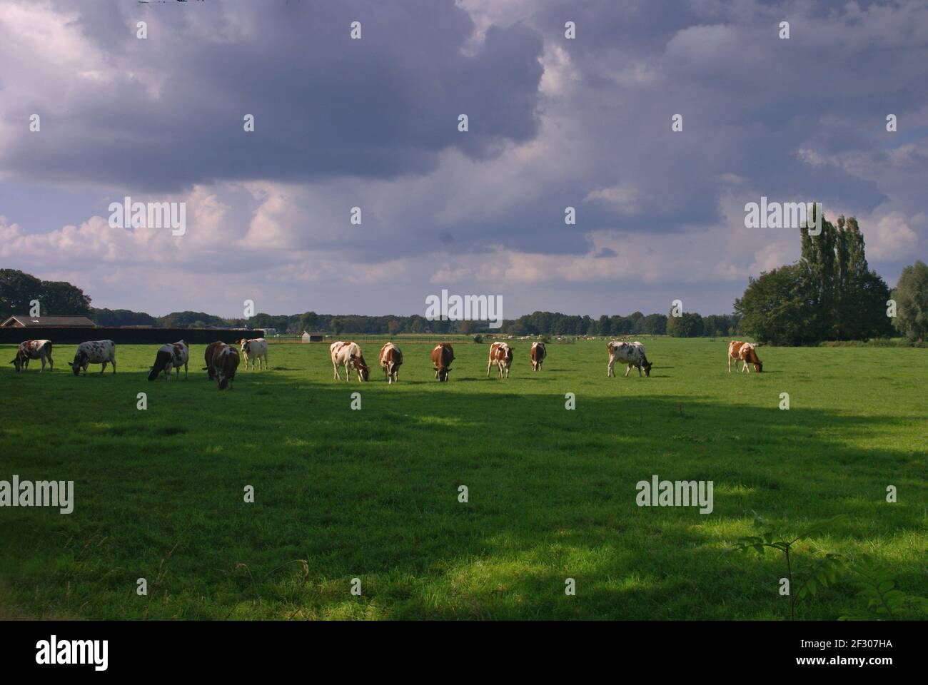 Red pied cows peacefully grazing in a meadow Stock Photo