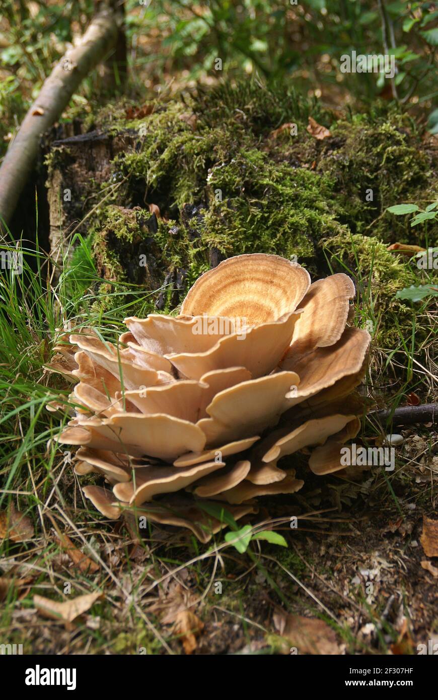 Turkey tail mushroom, Trametes versicolor, on the forest floor Stock Photo