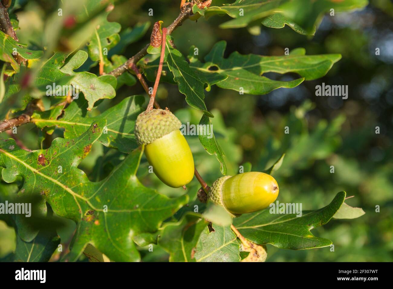 Two acorns on a branch Stock Photo