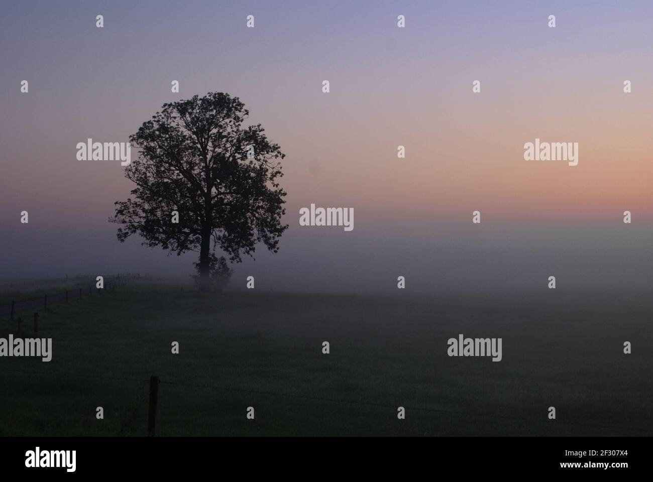 Lonely tree in a meadow during a misty sunrise Stock Photo
