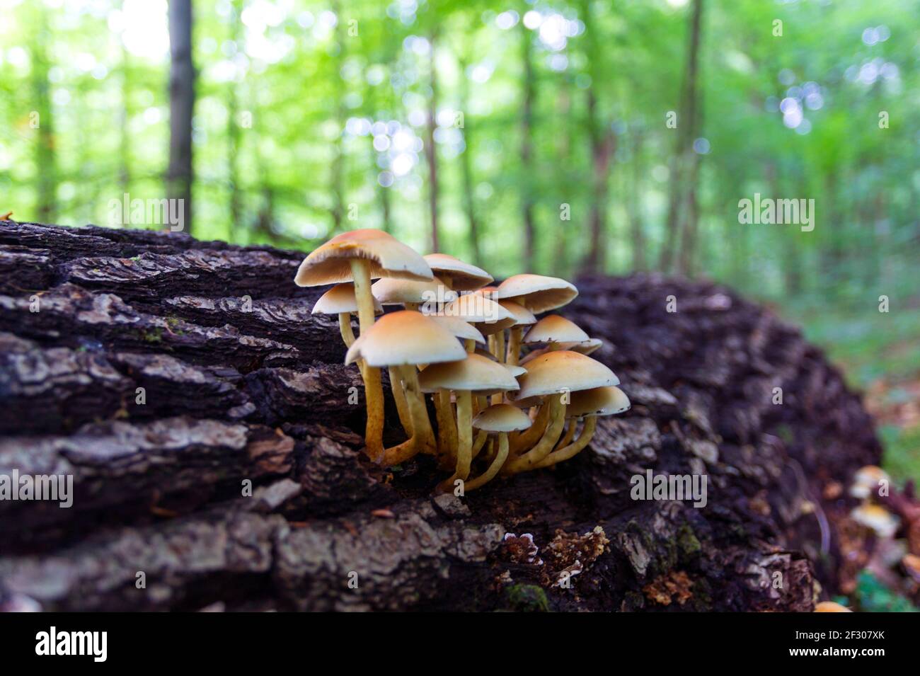 Group of sulphur tuft mushrooms on a dead log. Stock Photo