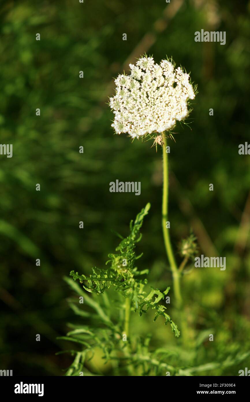 Hemlock. Herbaceous strong-smelling poisonous plant. Inflorescence of white flowers on a blurred background. Stock Photo