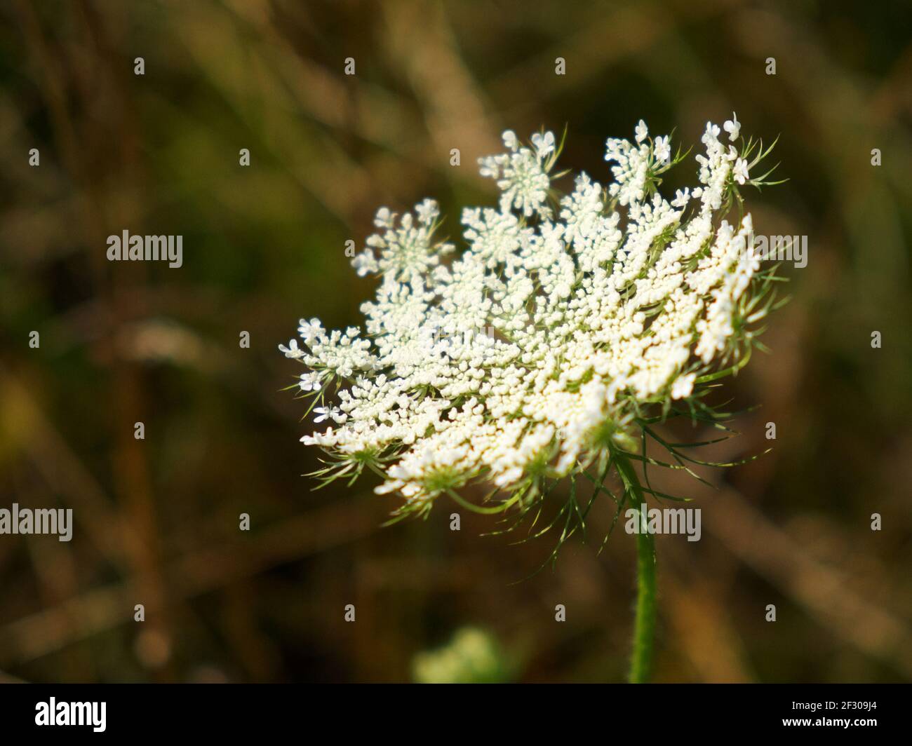 Hemlock. Herbaceous strong-smelling poisonous plant. Inflorescence of white flowers on a blurred background. Stock Photo