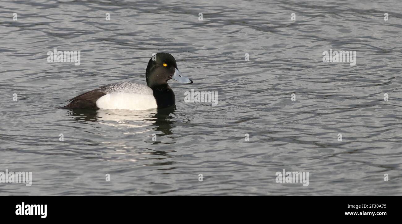 A drake Scaup showing well off the Dam at Pitsford Reservoir Stock Photo