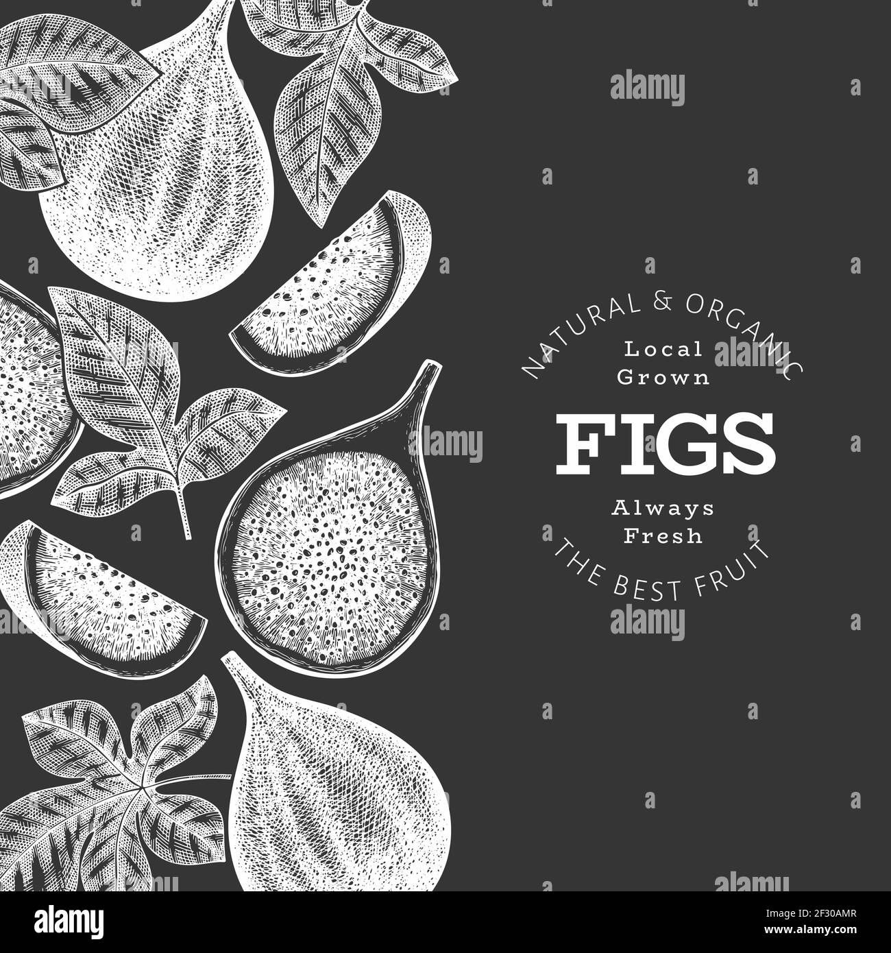Hand drawn fig fruits design template. Organic fresh food vector