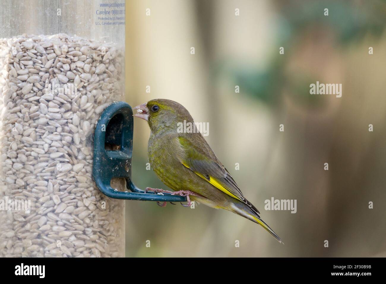 Greenfinch (carduelis chloris) on sunflower seed feeder dull grey green with bright yellow flashes on tail and wings has pink bill reddish purple legs Stock Photo