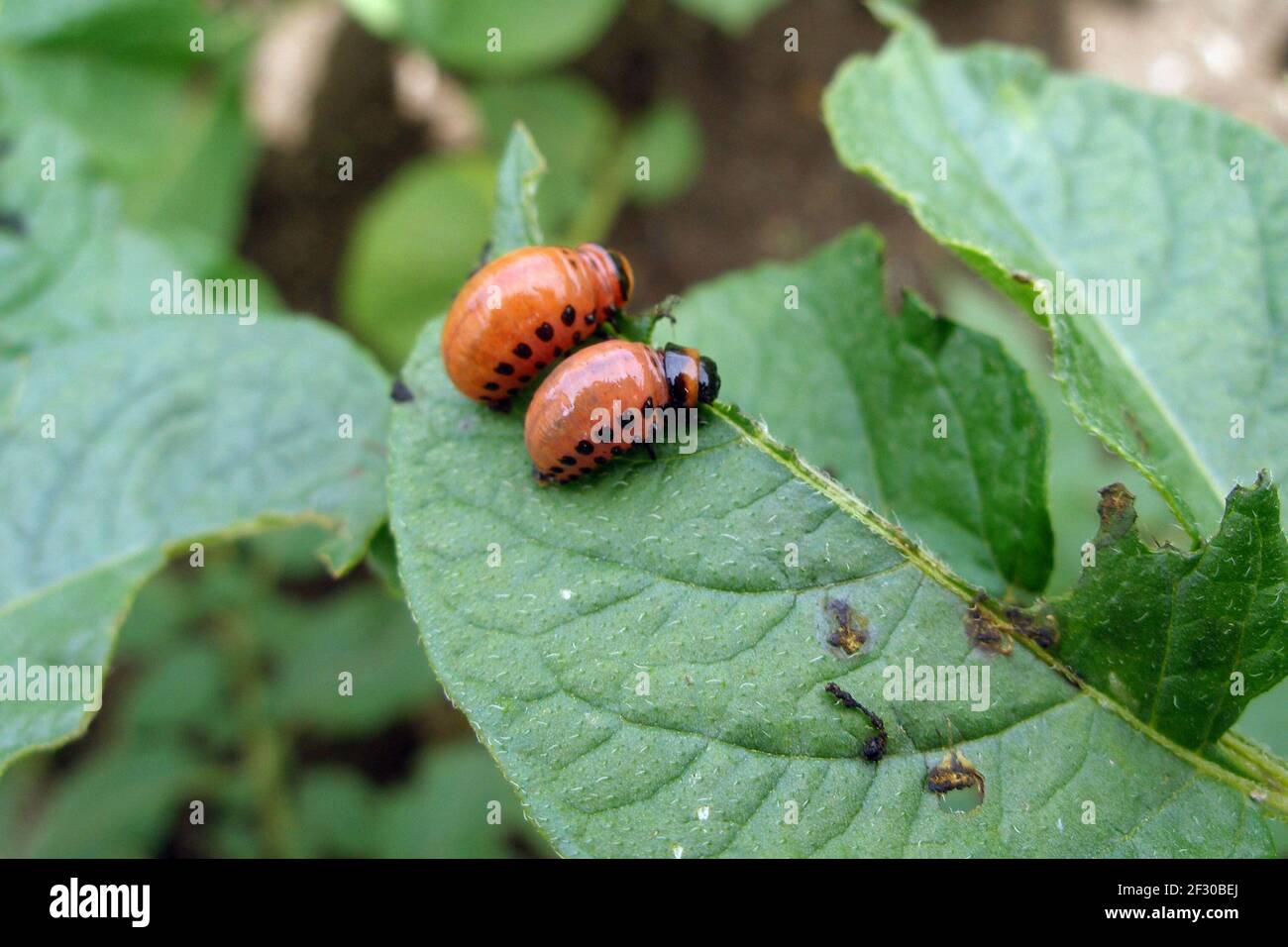Potato Bug Larvae High Resolution Stock Photography And Images Alamy