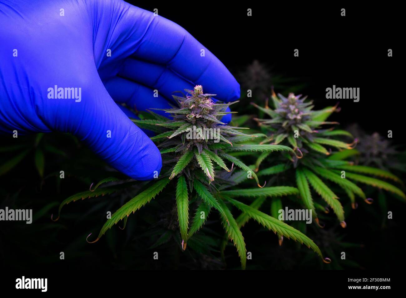 cannabis bud with a purple tint from a hand in a blue glove Stock Photo