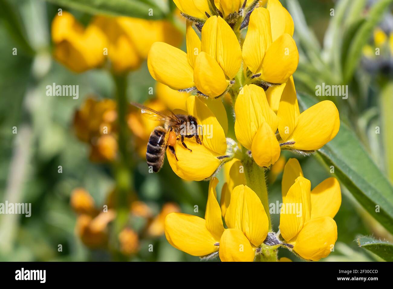 A honey bee in a yellow Lupine flower (Lupinus luteus) in Huelva, Andalusia, Spain Stock Photo