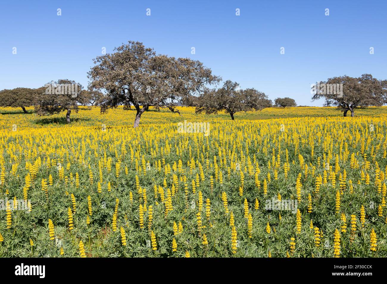 A field of yellow Lupine flowers (Lupinus luteus) with holm oaks trees against blue sky in Andalusia, Spain Stock Photo