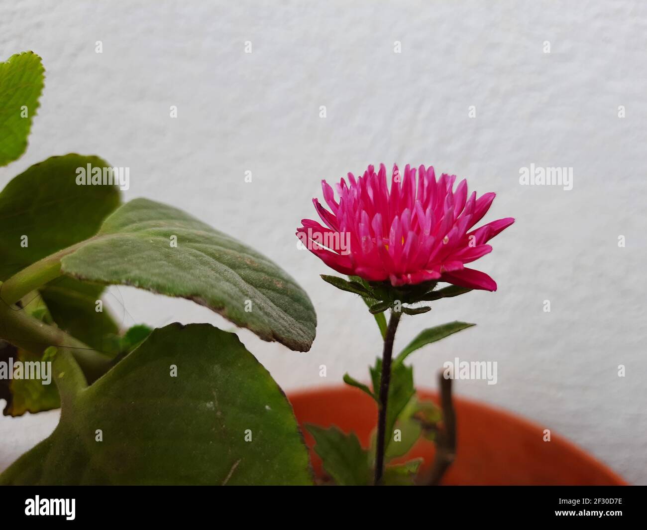 A closeup of a Brazilian button flower in a pot in the house garden Stock Photo