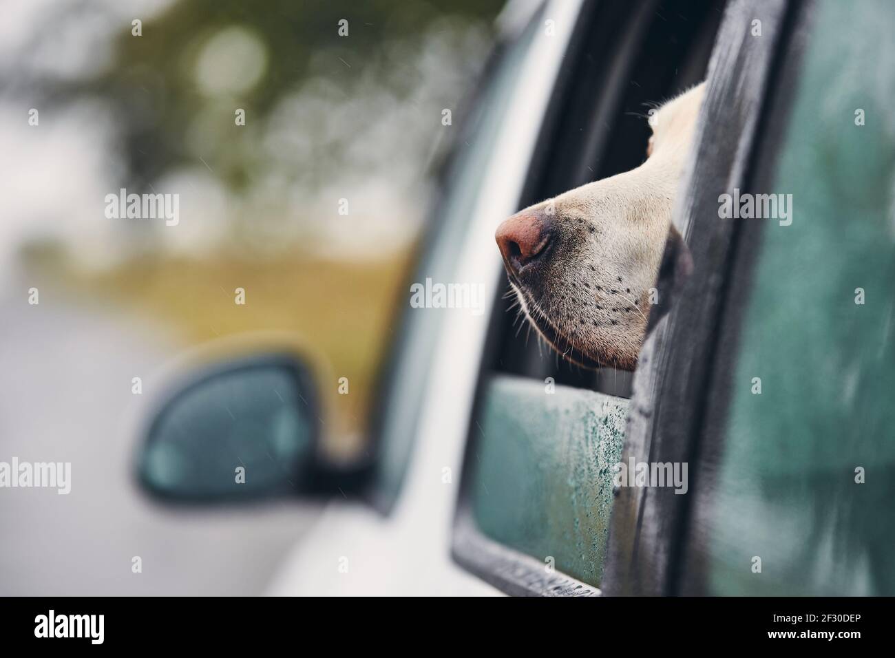 Curious dog travel by car. Labrador retriever looking from window on road. Stock Photo