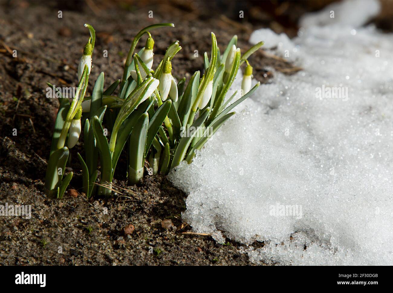 Snowdrops in the forest. Forest flowers on a spring day. Stock Photo