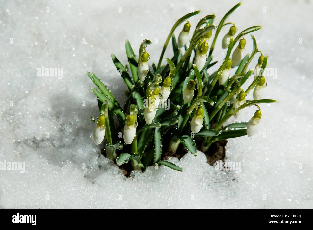 Snowdrops on the snow. Wild flowers in drops of water. Stock Photo