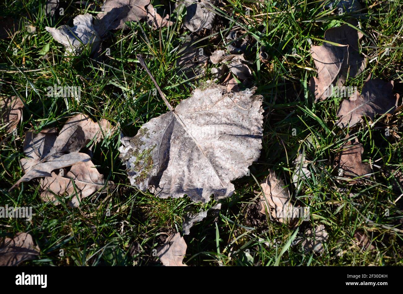 Dry autumn leaves fallen on the green grass Stock Photo - Alamy