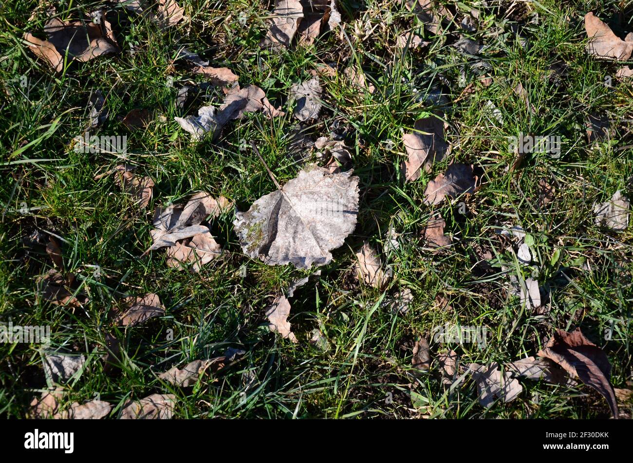 Dry autumn leaves fallen on the green grass Stock Photo - Alamy