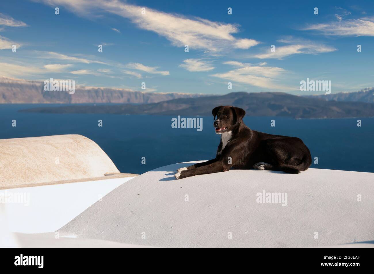 Domestic Dog Greek Mountain Dog High Resolution Stock Photography And Images Alamy Domestic Dog Greek Mountain Dog High Resolution Stock Photography And Images Alamy