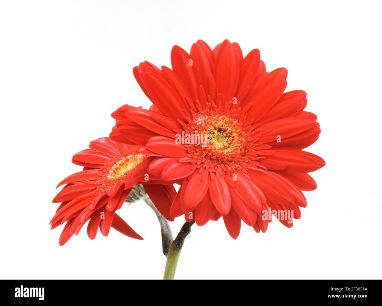 Gerbera flower isolated on white Stock Photo
