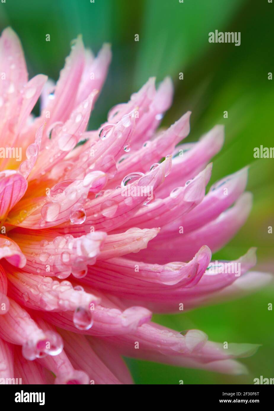 Pink dahlia hi-res stock photography and images - Alamy